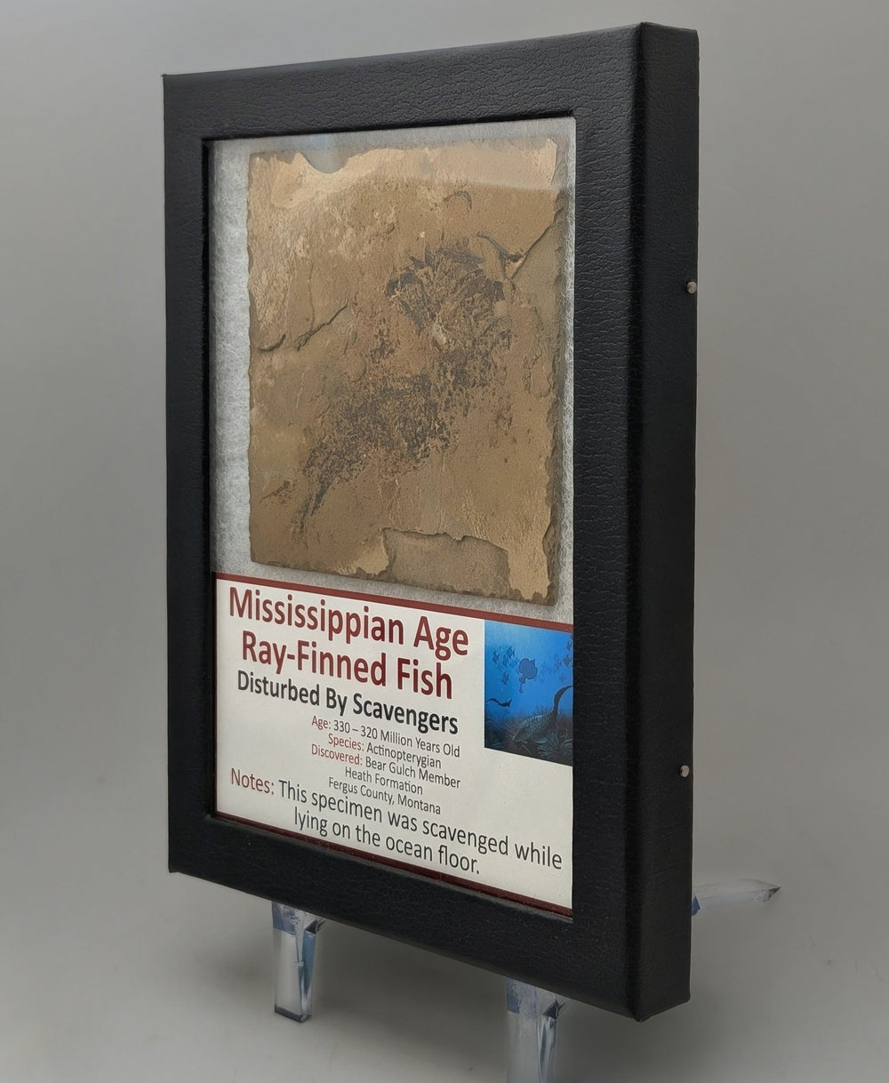 4" Mississippian Age Ray-Finned Fish Fossil Plate – Disturbed by Scavengers | 330–320 Million Years Old