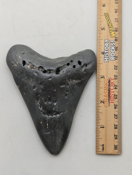4.5" Megalodon Tooth Fossil – Dark Patina Character Specimen