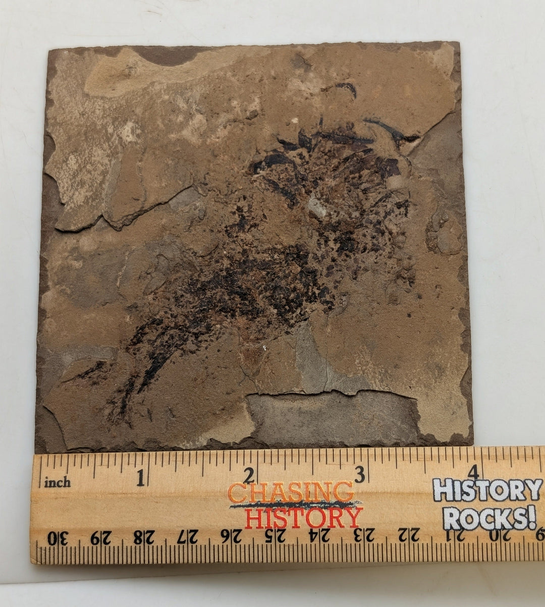 4" Mississippian Age Ray-Finned Fish Fossil Plate – Disturbed by Scavengers | 330–320 Million Years Old