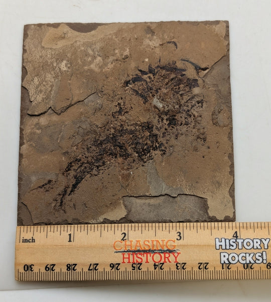 4" Mississippian Age Ray-Finned Fish Fossil Plate – Disturbed by Scavengers | 330–320 Million Years Old