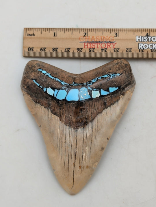 4.25" Megalodon Tooth with Turquoise Inlay