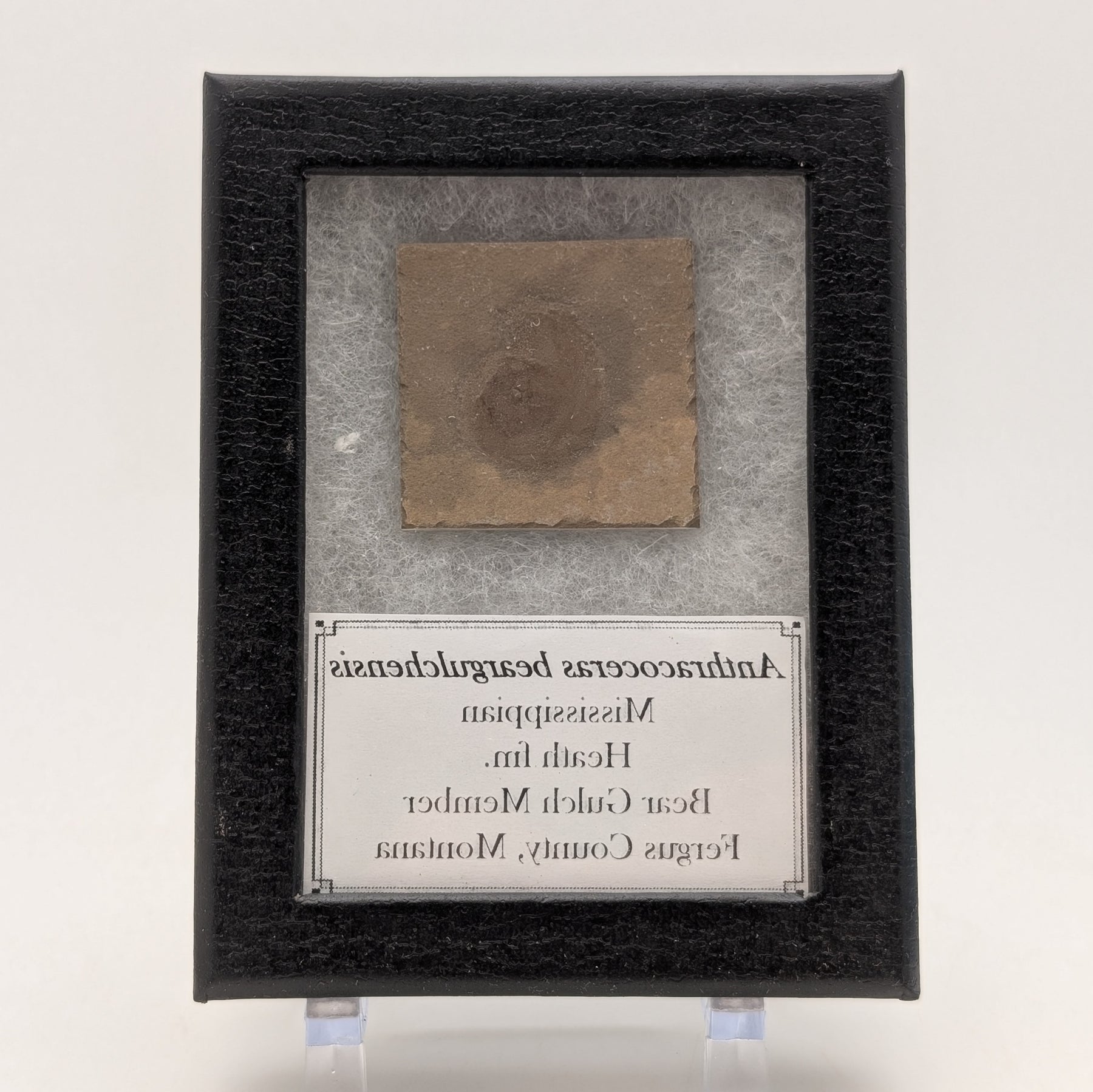 1.25" Mississippian Anthracoceras Fossil – Bear Gulch Member | 330–320 Million Years Old