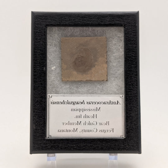 1.25" Mississippian Anthracoceras Fossil – Bear Gulch Member | 330–320 Million Years Old