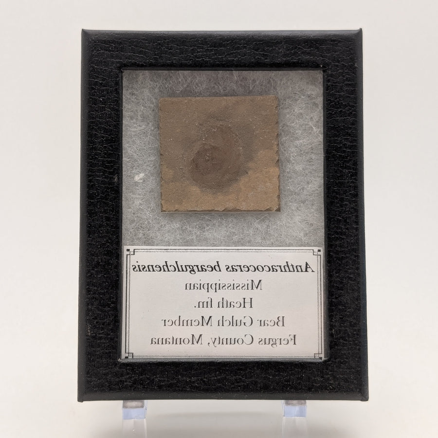 1.25" Mississippian Anthracoceras Fossil – Bear Gulch Member | 330–320 Million Years Old