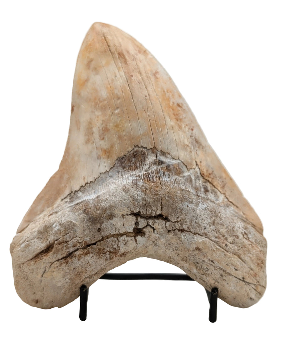 6.10" Authentic Megalodon Tooth – Fossil with Natural Wear & Character