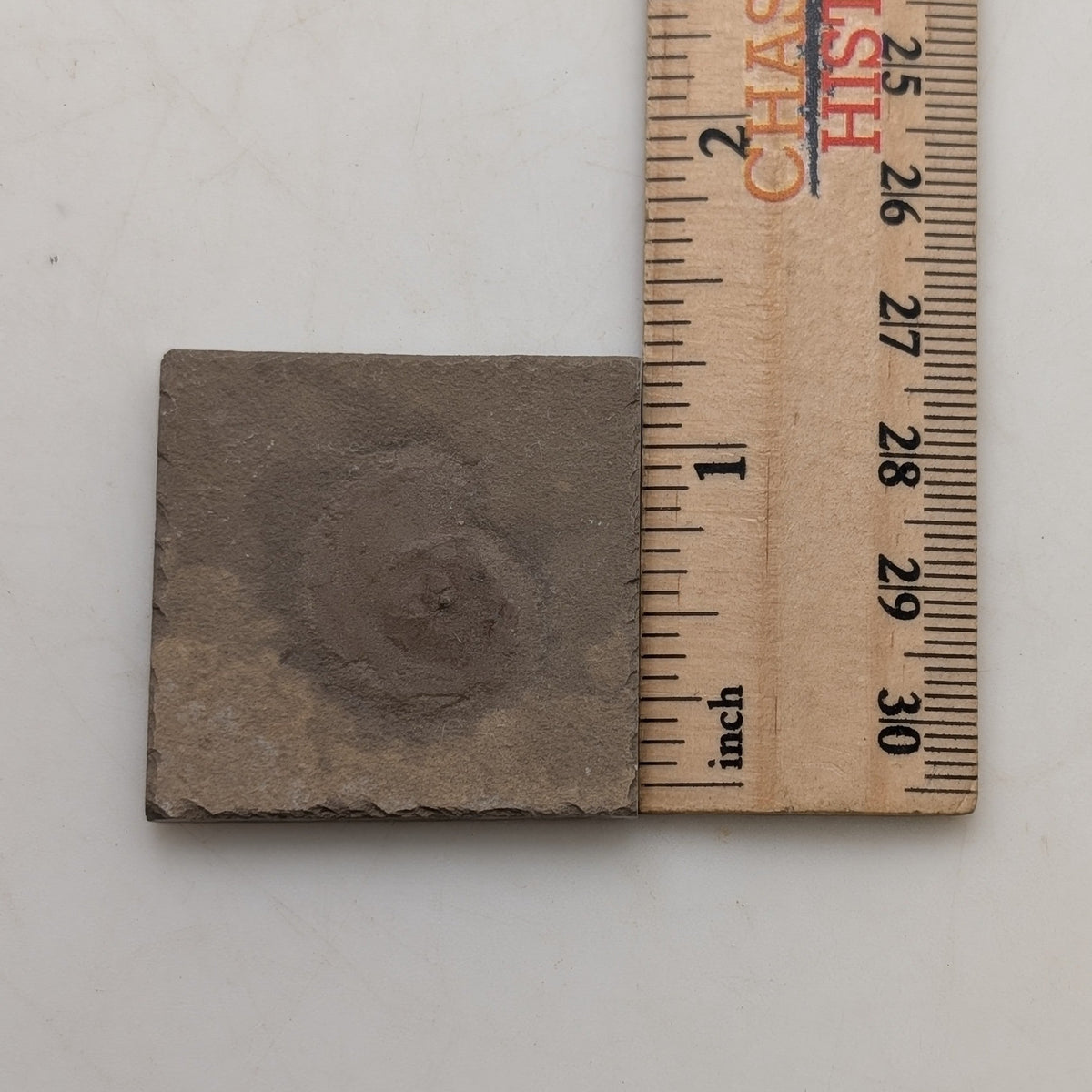 1.25" Mississippian Anthracoceras Fossil – Bear Gulch Member | 330–320 Million Years Old