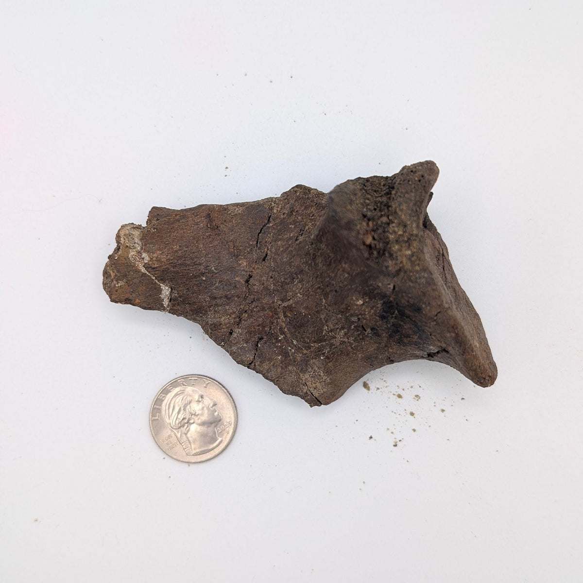 Hadrosaur Jaw Hinge Fossil – Hell Creek Formation, South Dakota