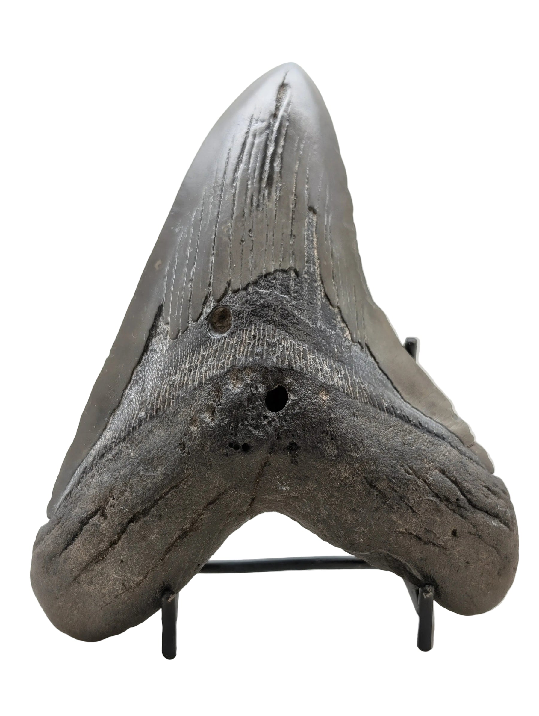 6" Megalodon Tooth Fossil – Well-Preserved Collector Specimen