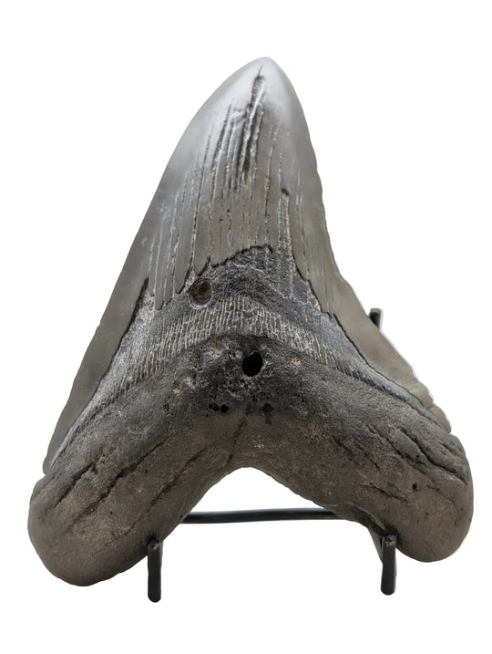 6" Megalodon Tooth Fossil – Well-Preserved Collector Specimen
