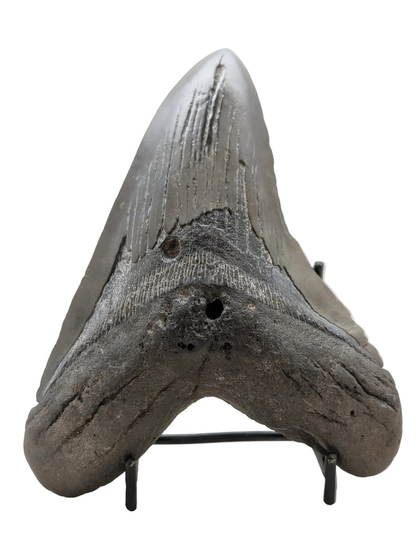 6" Megalodon Tooth Fossil – Well-Preserved Collector Specimen