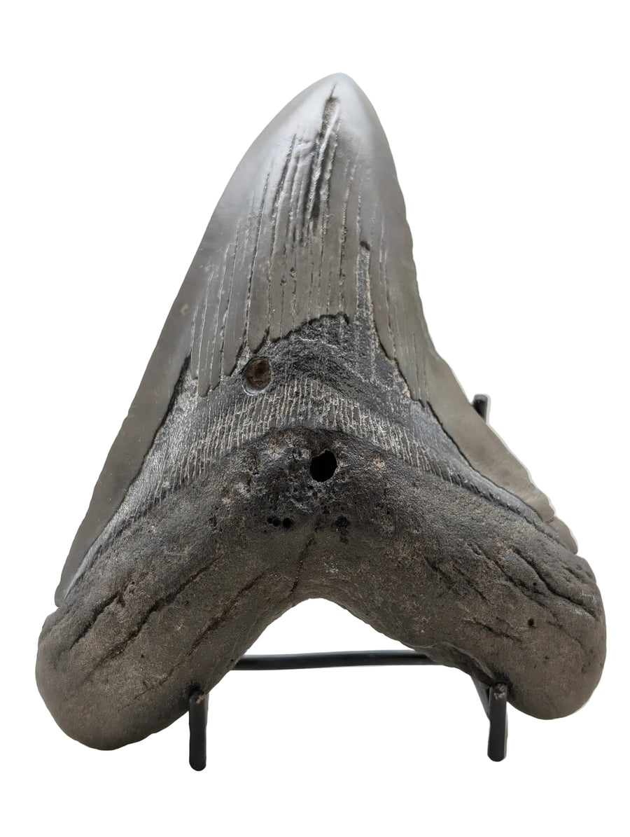 6" Megalodon Tooth Fossil – Well-Preserved Collector Specimen