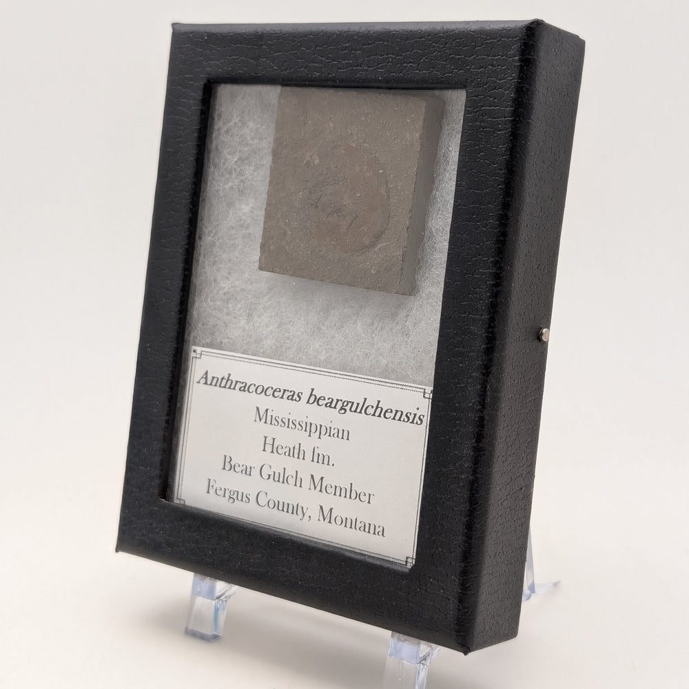 Rare Anthracoceras beargulchensis Fossil Display – from Montana
