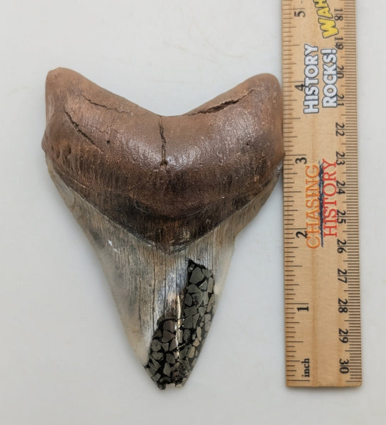 4.5" Megalodon Tooth with Pyrite Inlay – Unique Display Specimen