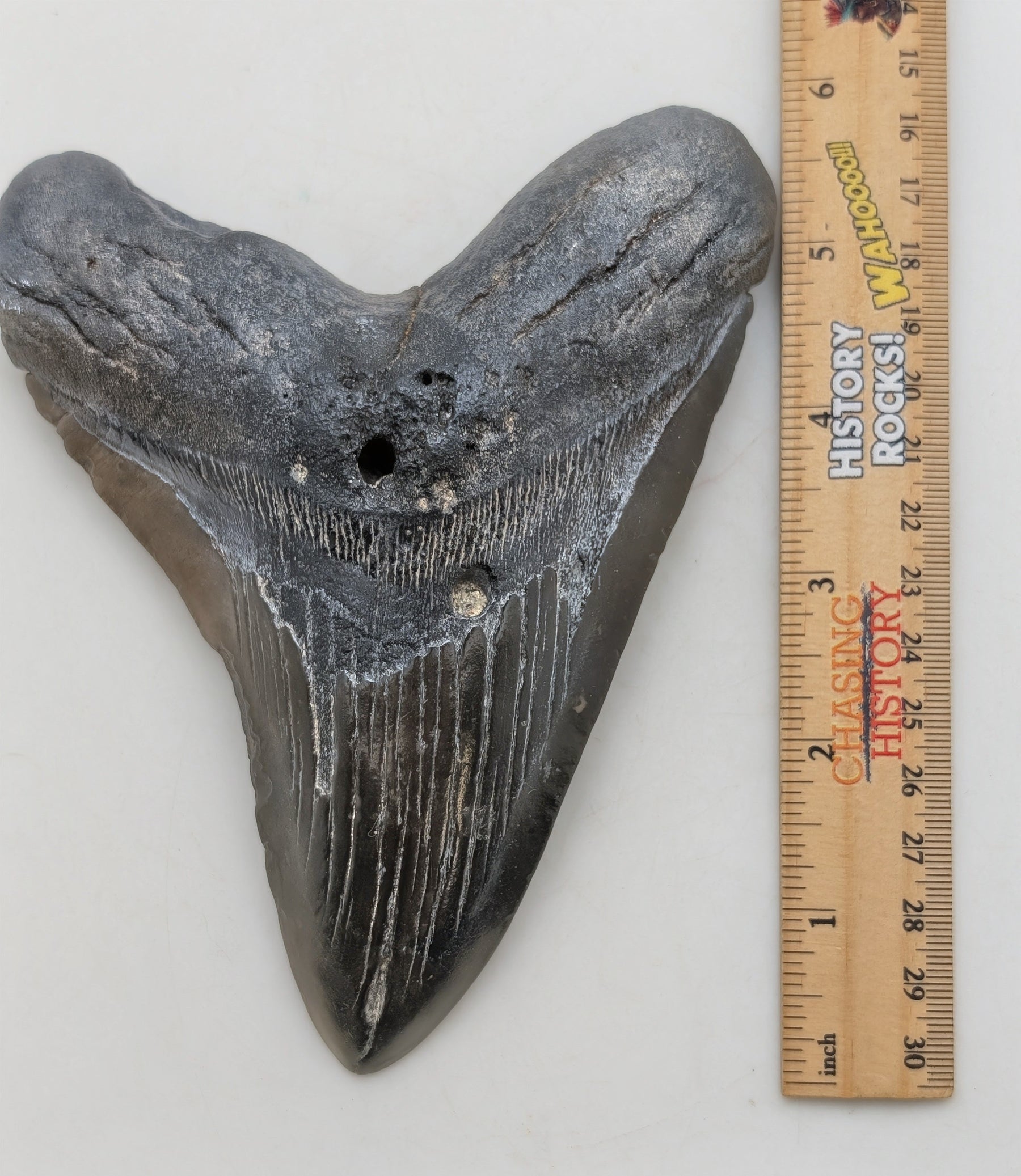 6" Megalodon Tooth Fossil – Well-Preserved Collector Specimen