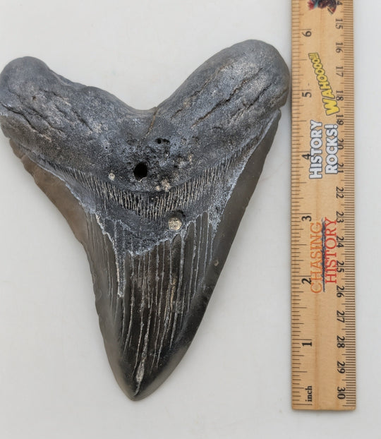 6" Megalodon Tooth Fossil – Well-Preserved Collector Specimen