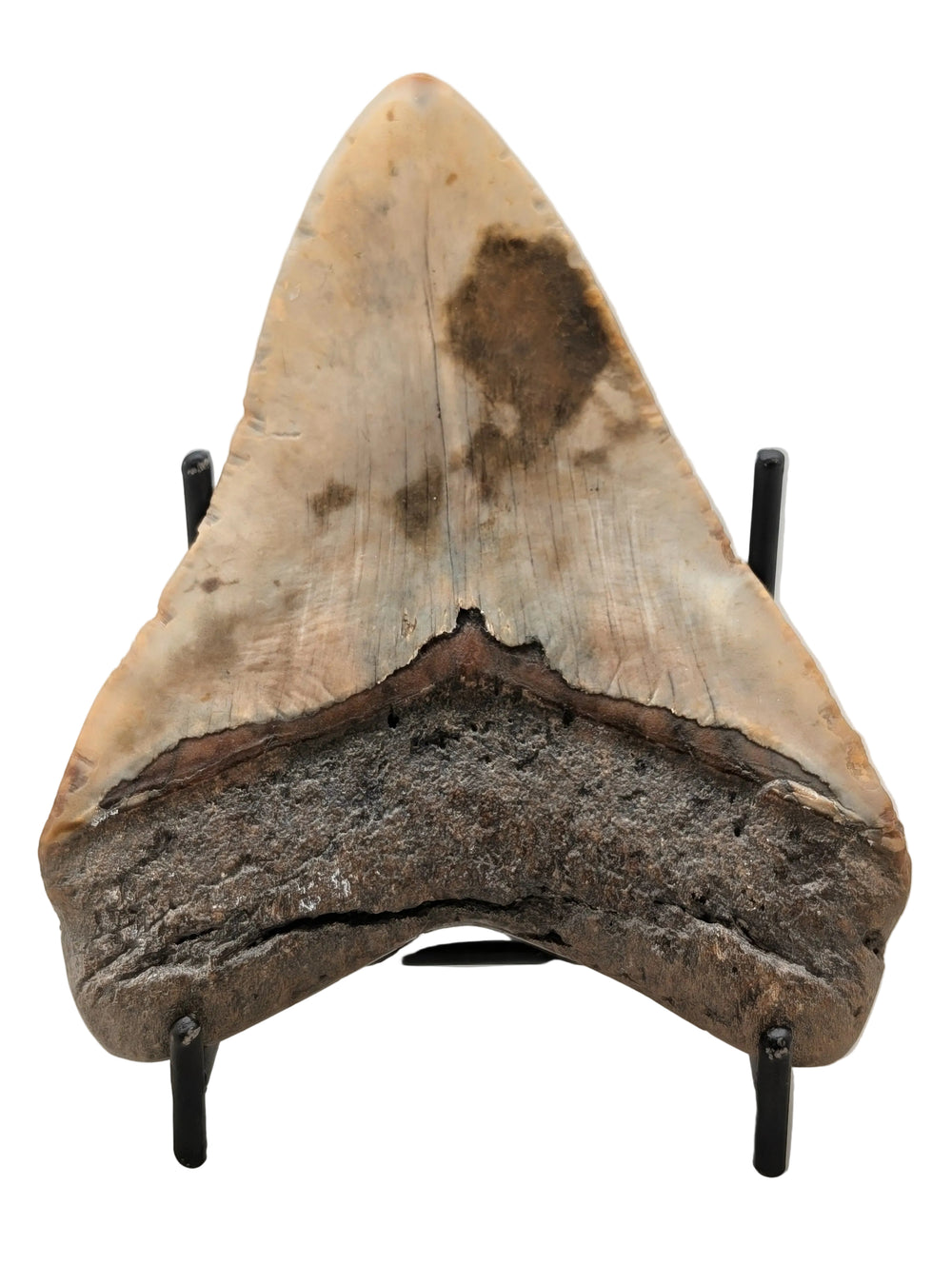 4.25" Megalodon Tooth with Turquoise Inlay