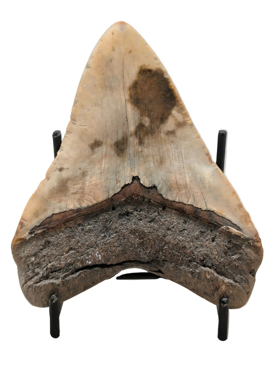 4.25" Megalodon Tooth with Turquoise Inlay