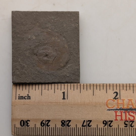 Rare Anthracoceras beargulchensis Fossil Display – from Montana