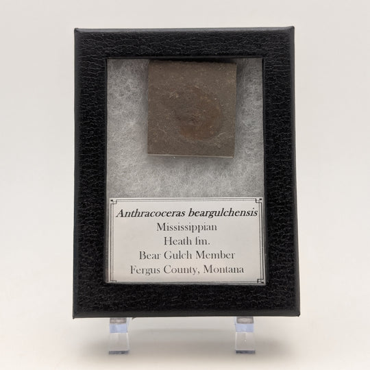 Rare Anthracoceras beargulchensis Fossil Display – from Montana
