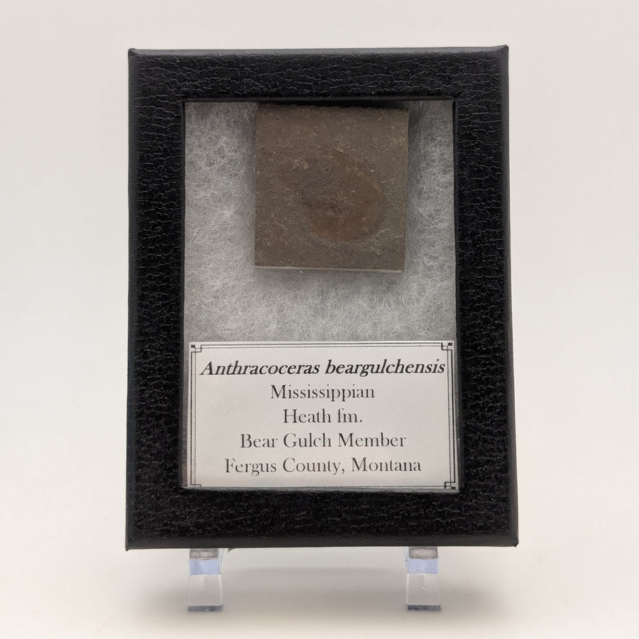 Rare Anthracoceras beargulchensis Fossil Display – from Montana