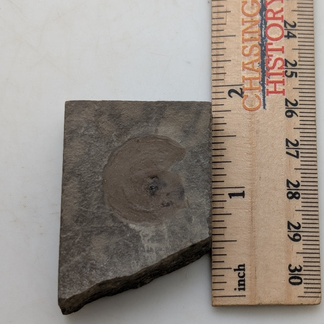 1.75" Mississippian Anthracoceras Fossil – Bear Gulch Formation Display Specimen