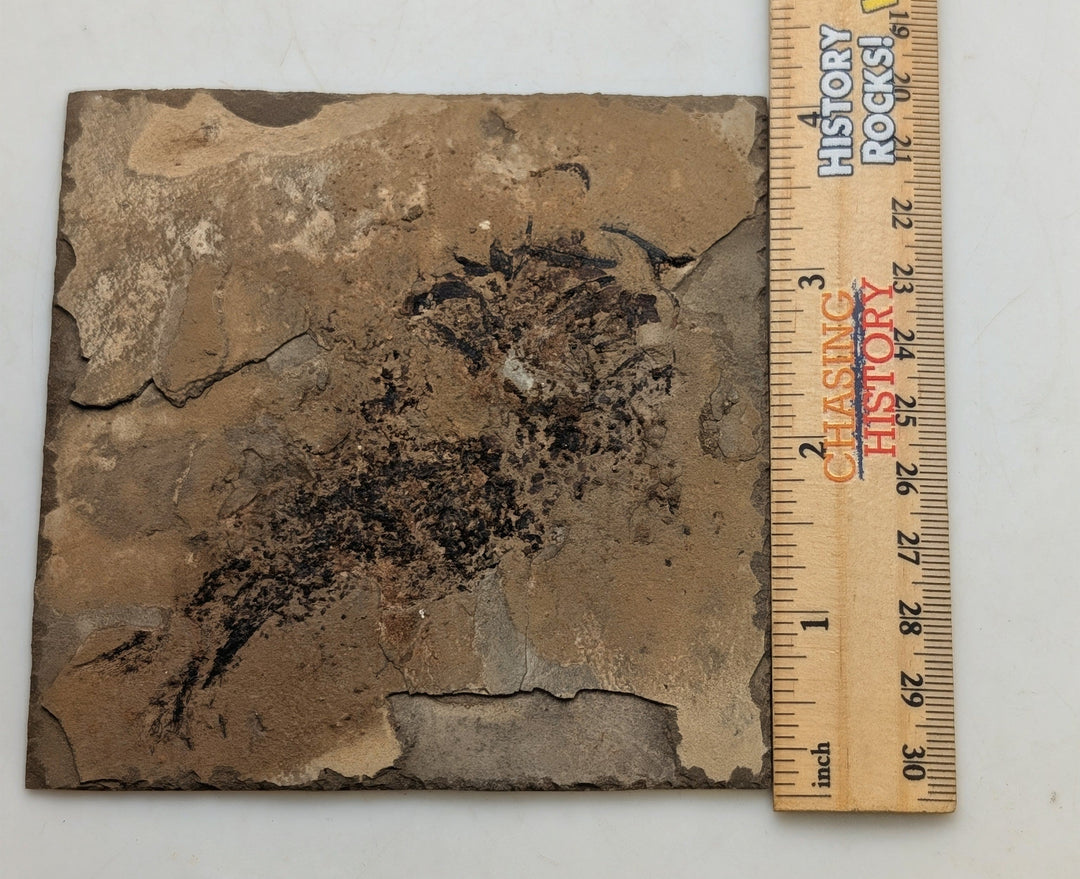4" Mississippian Age Ray-Finned Fish Fossil Plate – Disturbed by Scavengers | 330–320 Million Years Old