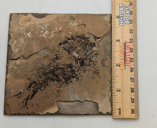 4" Mississippian Age Ray-Finned Fish Fossil Plate – Disturbed by Scavengers | 330–320 Million Years Old