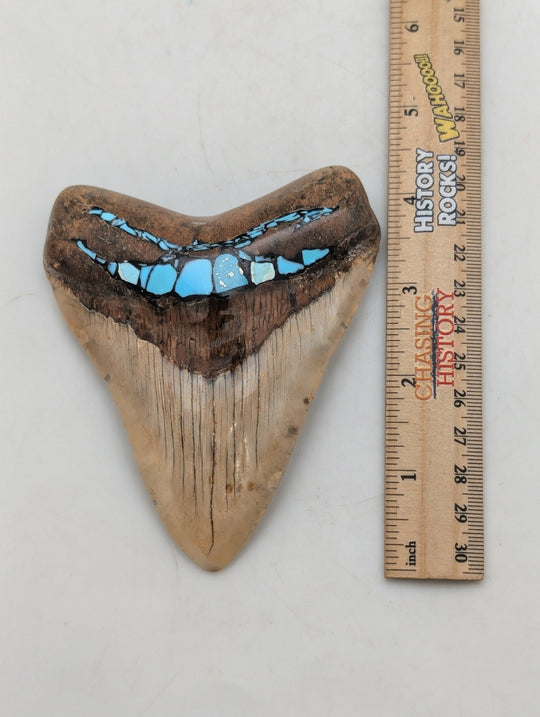 4.25" Megalodon Tooth with Turquoise Inlay