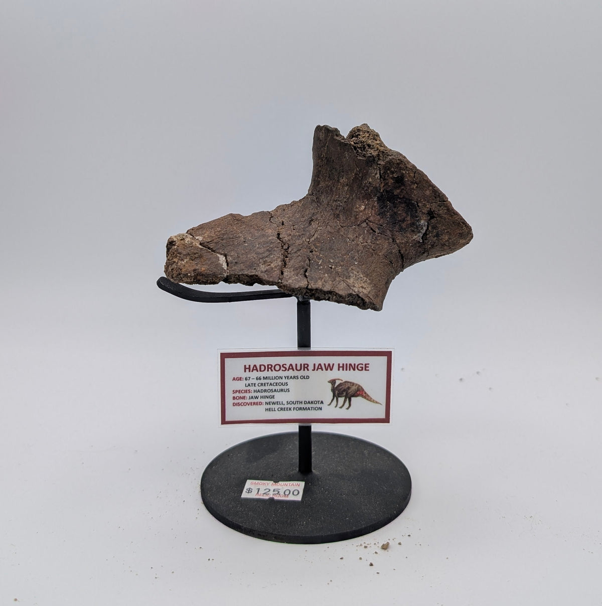 Hadrosaur Jaw Hinge Fossil – Hell Creek Formation, South Dakota