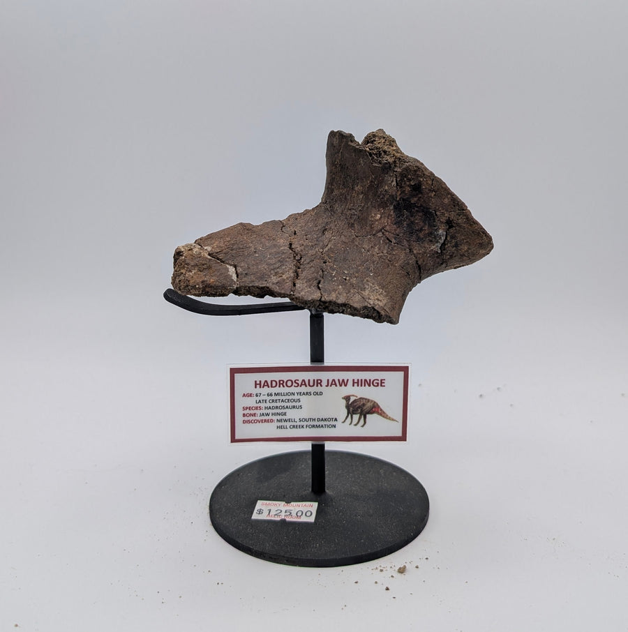 Hadrosaur Jaw Hinge Fossil – Hell Creek Formation, South Dakota