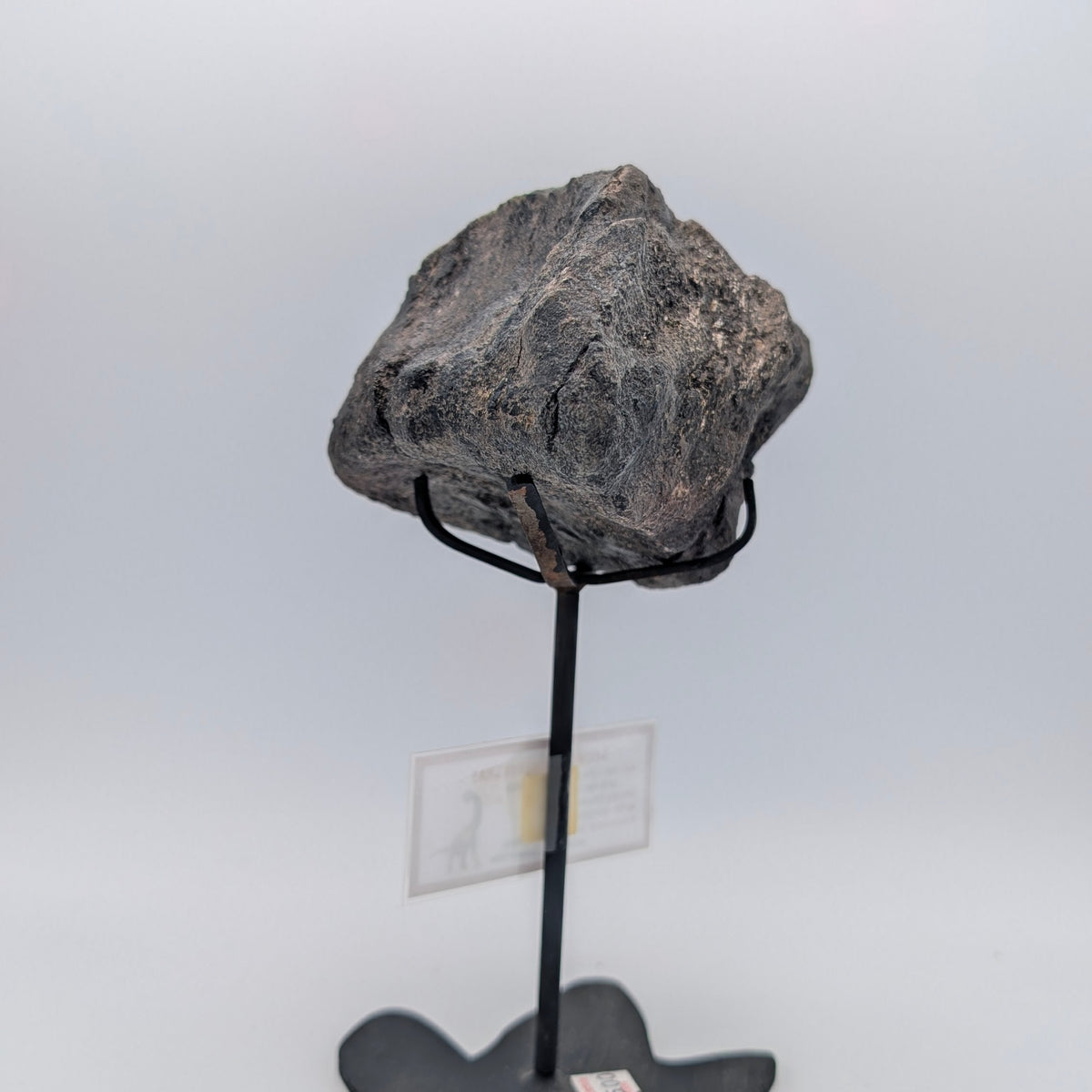 Camarasaurus Sauropod Vertebra Fossil – Morrison Formation, Colorado