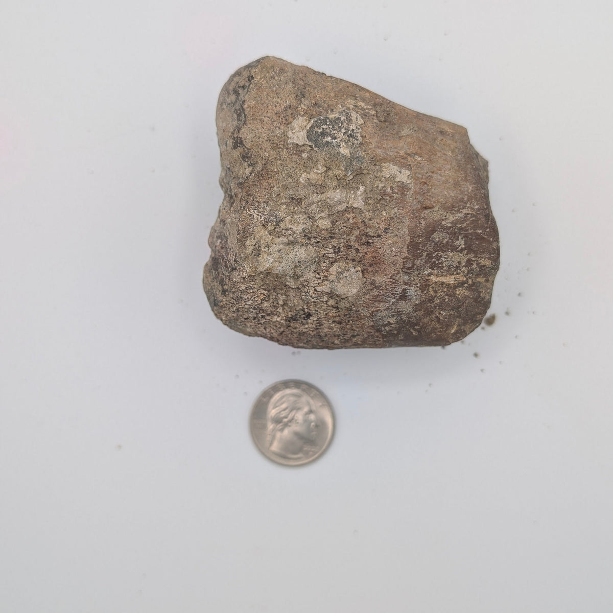 Hadrosaur Metatarsal Fossil – Late Cretaceous, Aguja Formation, Texas