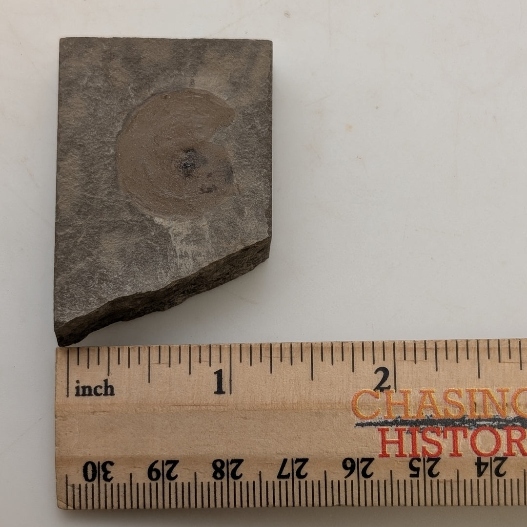 1.75" Mississippian Anthracoceras Fossil – Bear Gulch Formation Display Specimen