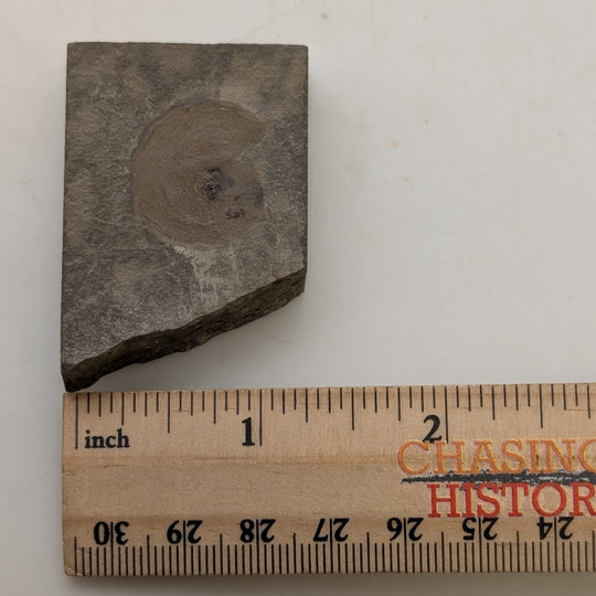 1.75" Mississippian Anthracoceras Fossil – Bear Gulch Formation Display Specimen