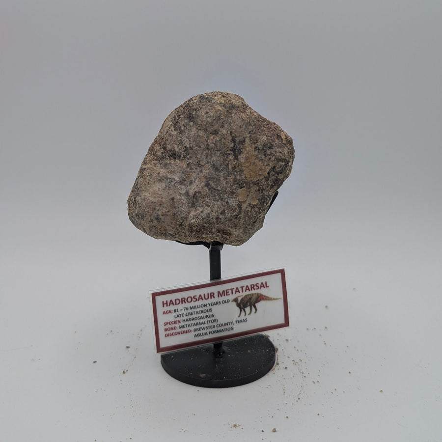 Hadrosaur Metatarsal Fossil – Late Cretaceous, Aguja Formation, Texas