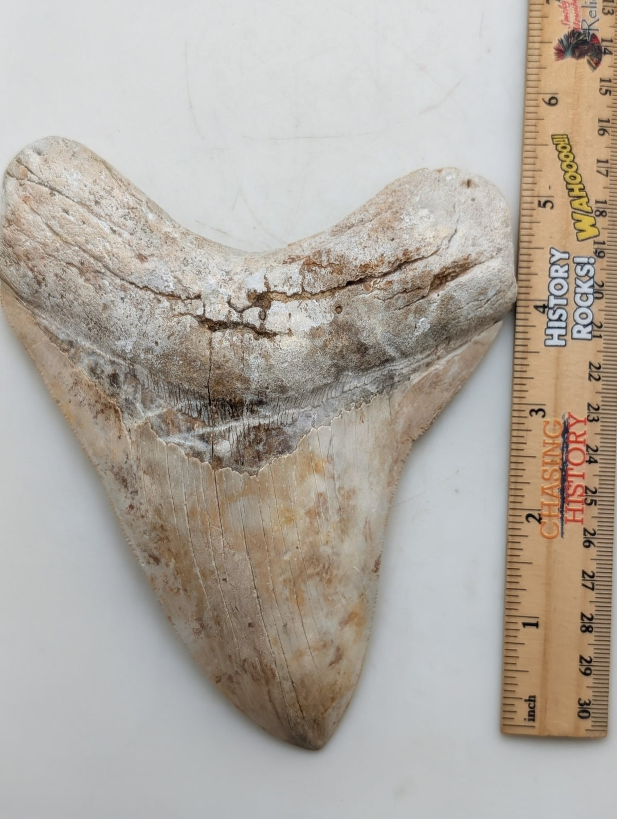 6.10" Authentic Megalodon Tooth – Fossil with Natural Wear & Character