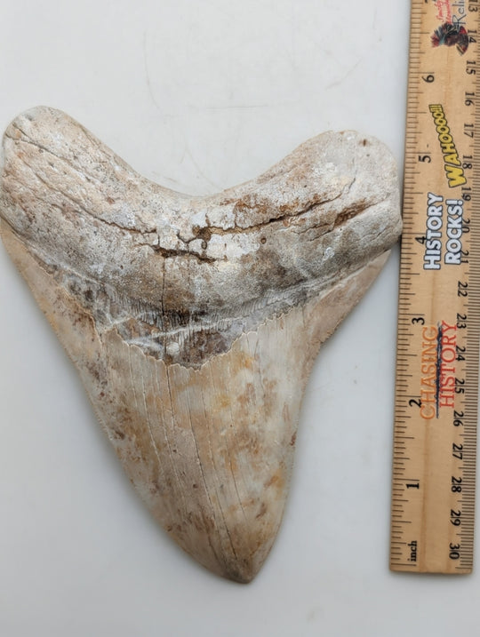 6.10" Authentic Megalodon Tooth – Fossil with Natural Wear & Character