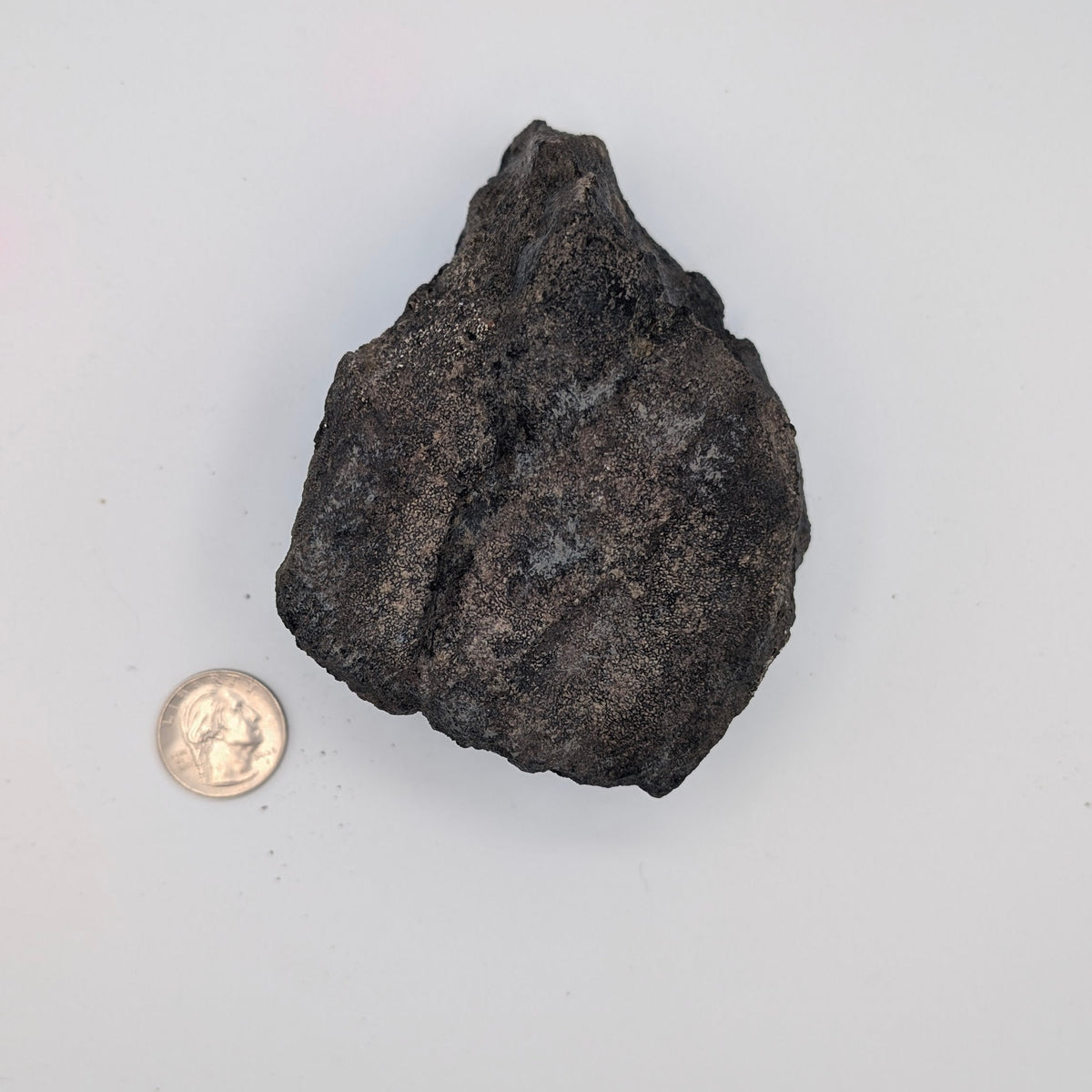 Camarasaurus Sauropod Vertebra Fossil – Morrison Formation, Colorado
