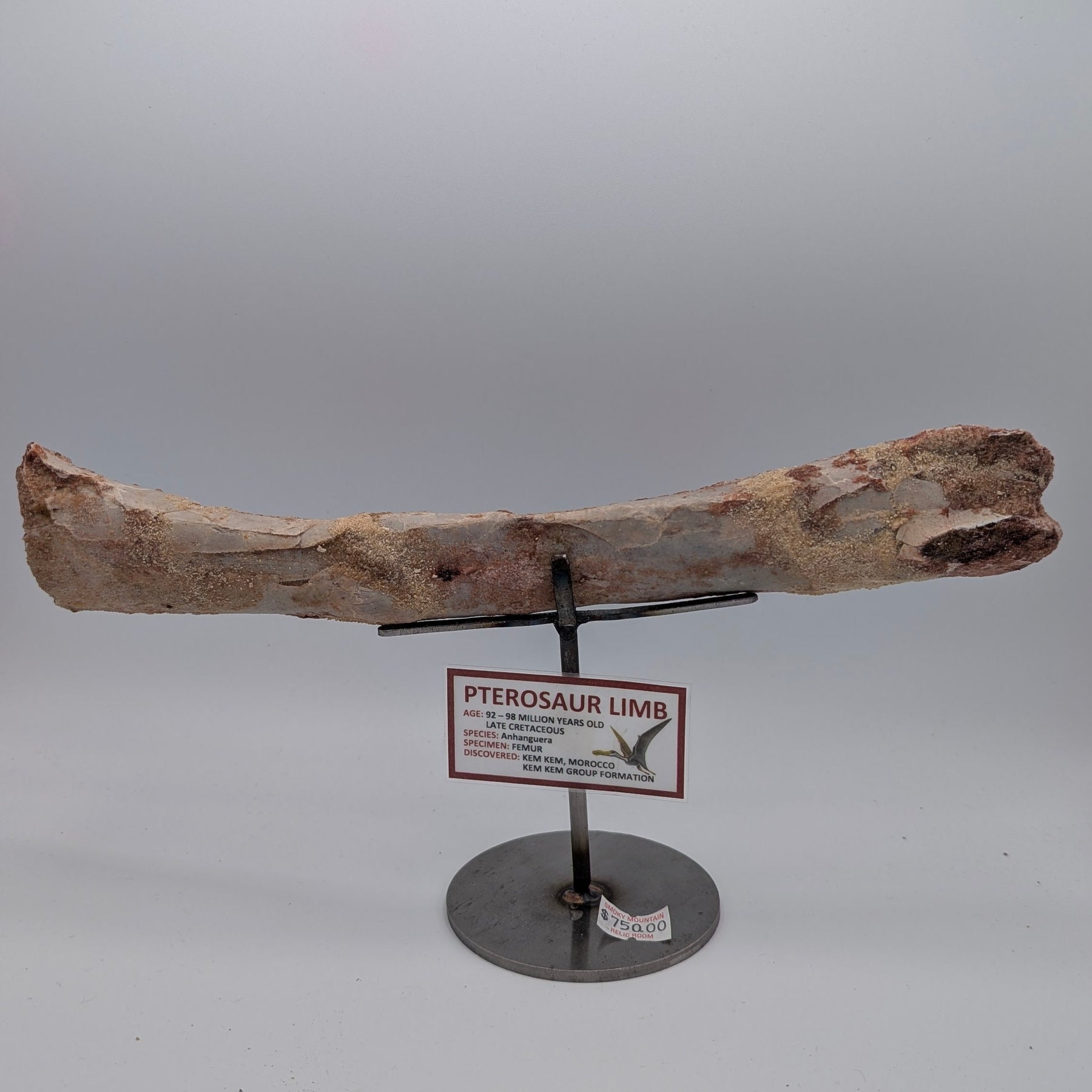 Anhanguera Pterosaur Femur Fossil – Kem Kem Group, Morocco