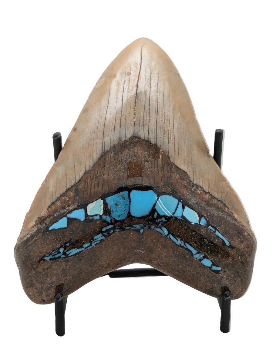 4.25" Megalodon Tooth with Turquoise Inlay