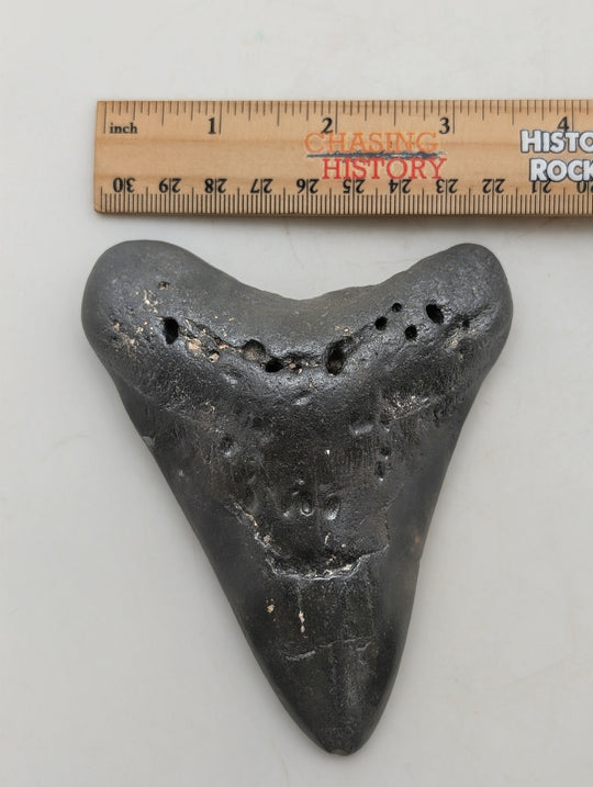 4.5" Megalodon Tooth Fossil – Dark Patina Character Specimen