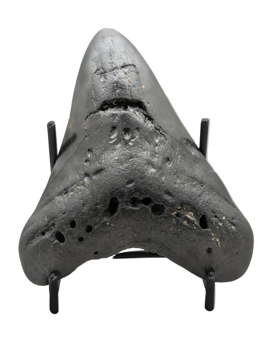 4.5" Megalodon Tooth Fossil – Dark Patina Character Specimen