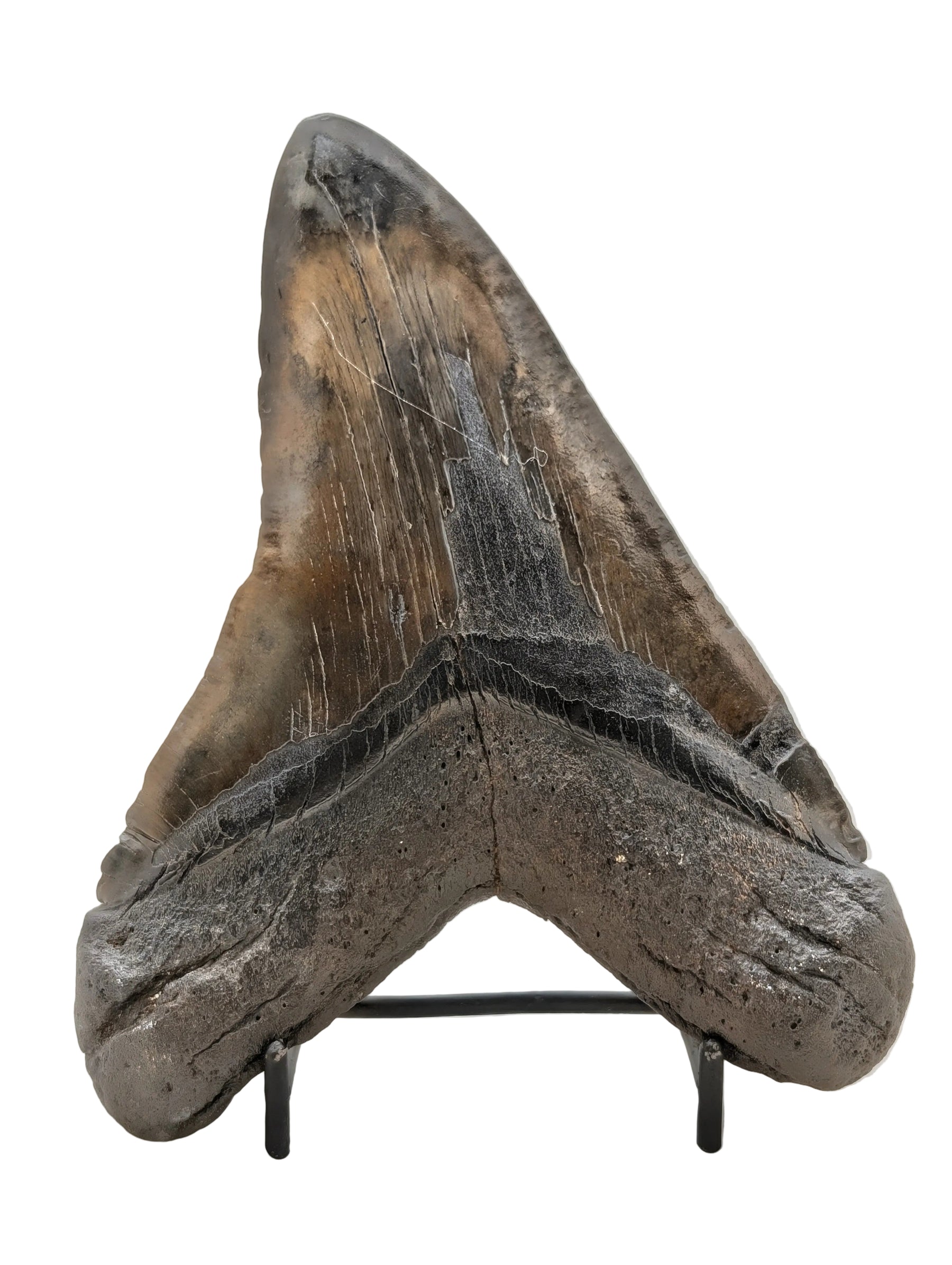 6" Megalodon Tooth Fossil – Well-Preserved Collector Specimen