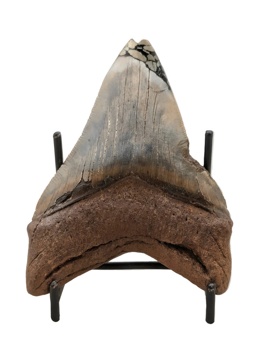 4.5" Megalodon Tooth with Pyrite Inlay – Unique Display Specimen