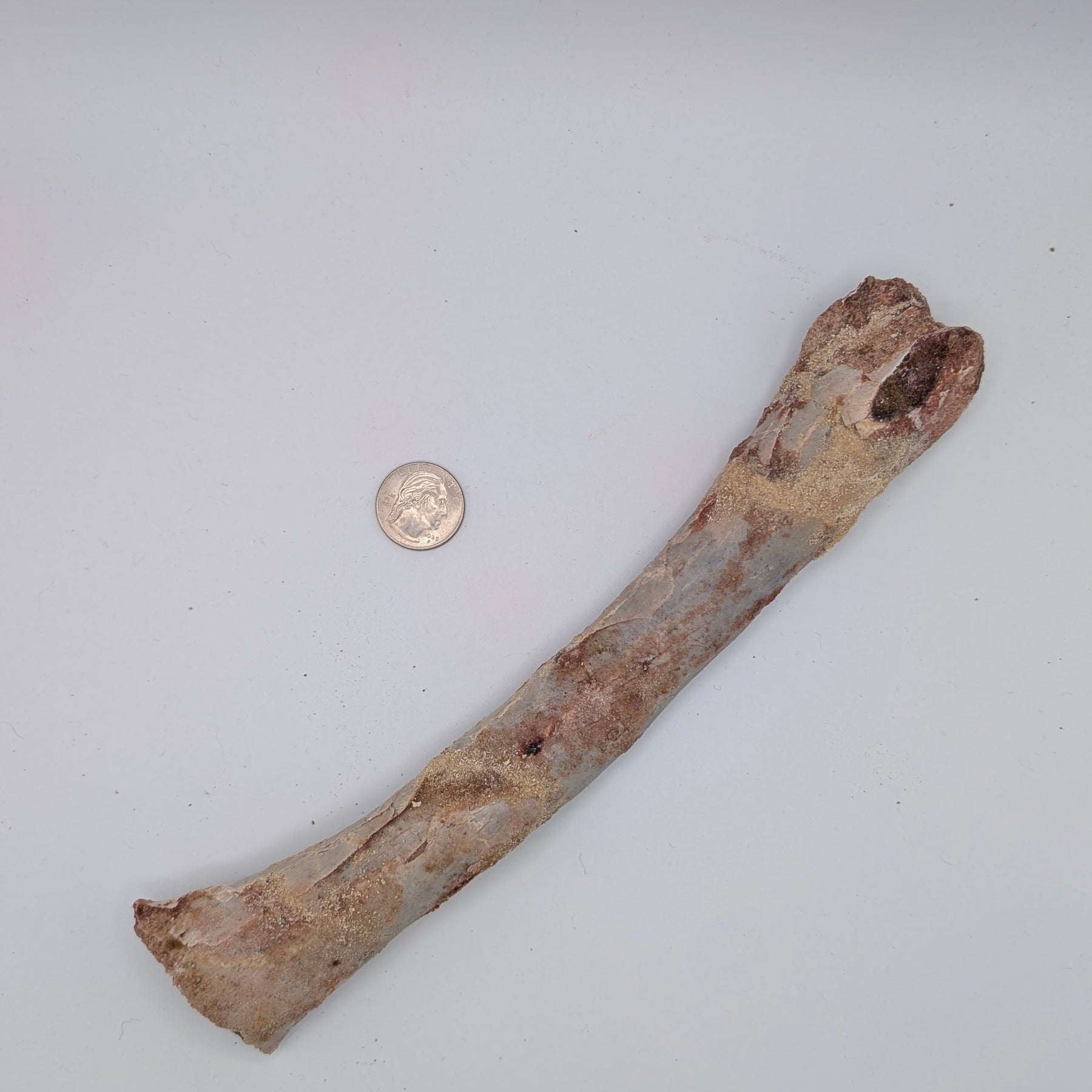 Anhanguera Pterosaur Femur Fossil – Kem Kem Group, Morocco