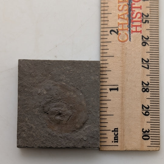 Rare Anthracoceras beargulchensis Fossil Display – from Montana