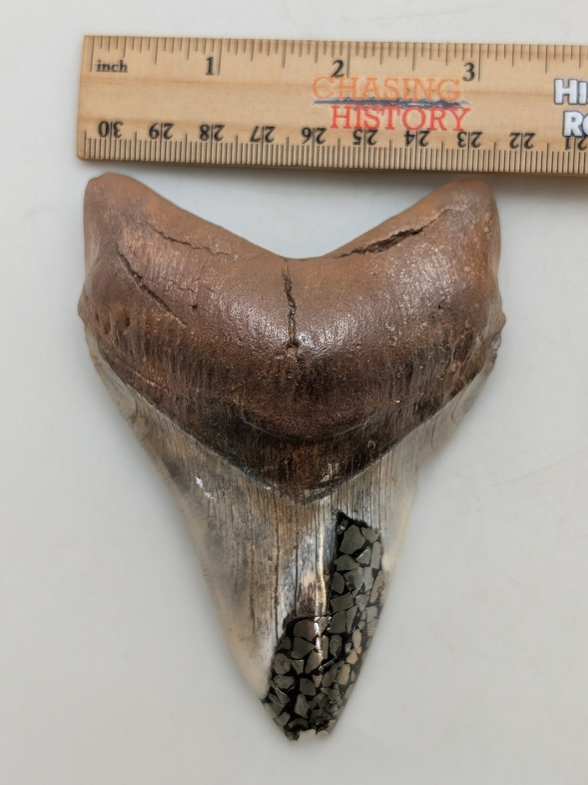 4.5" Megalodon Tooth with Pyrite Inlay – Unique Display Specimen