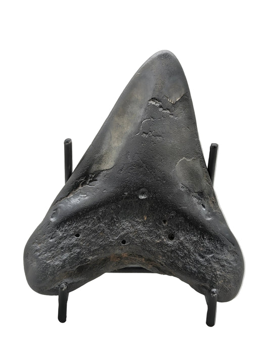 4.5" Megalodon Tooth Fossil – Dark Patina Character Specimen