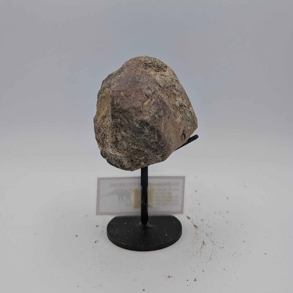 Hadrosaur Metatarsal Fossil – Late Cretaceous, Aguja Formation, Texas