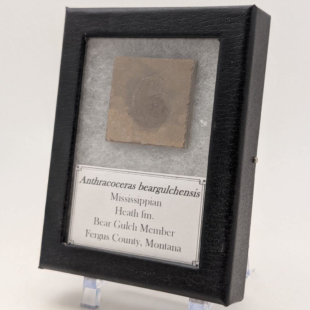 1.25" Mississippian Anthracoceras Fossil – Bear Gulch Member | 330–320 Million Years Old